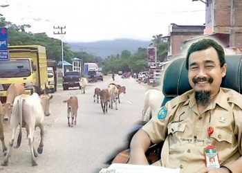 Ilustrasi Hewan Ternak di Jalan Raya, Inzert Kadistan Halsel Agus Heriyawan
