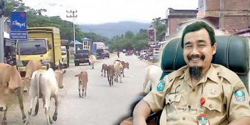 Ilustrasi Hewan Ternak di Jalan Raya, Inzert Kadistan Halsel Agus Heriyawan