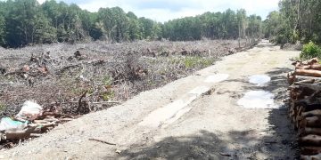Hutan Mangrove di Labuha di tebang