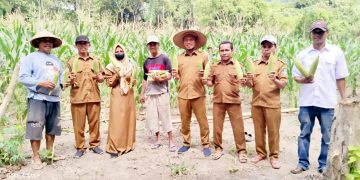 Pemdes Masing Kali Bersama Kelompok tani panen perdana Jagung