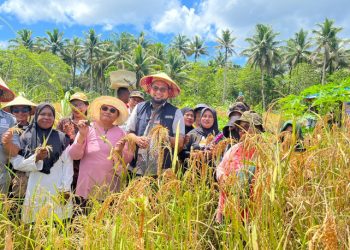Panen Raya Padi Ladang di Desa Sum Obi
