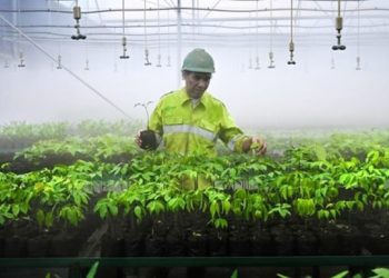 Harita Nickel membangun dan mengelola fasilitas pembibitan atau nursery tanaman yang berperan penting dalam proses reklamasi pascatambang