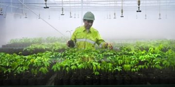 Harita Nickel membangun dan mengelola fasilitas pembibitan atau nursery tanaman yang berperan penting dalam proses reklamasi pascatambang