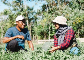 Tim CSR Harita Nickel mendampingi Darwan Aduhasan dalam pengelolaan kebun semangka di Desa Buton sebagai bagian dari program pemberdayaan masyarakat.