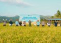 Panen Raya Padi, BI Malut bersama Pemkab Halmahera Timur